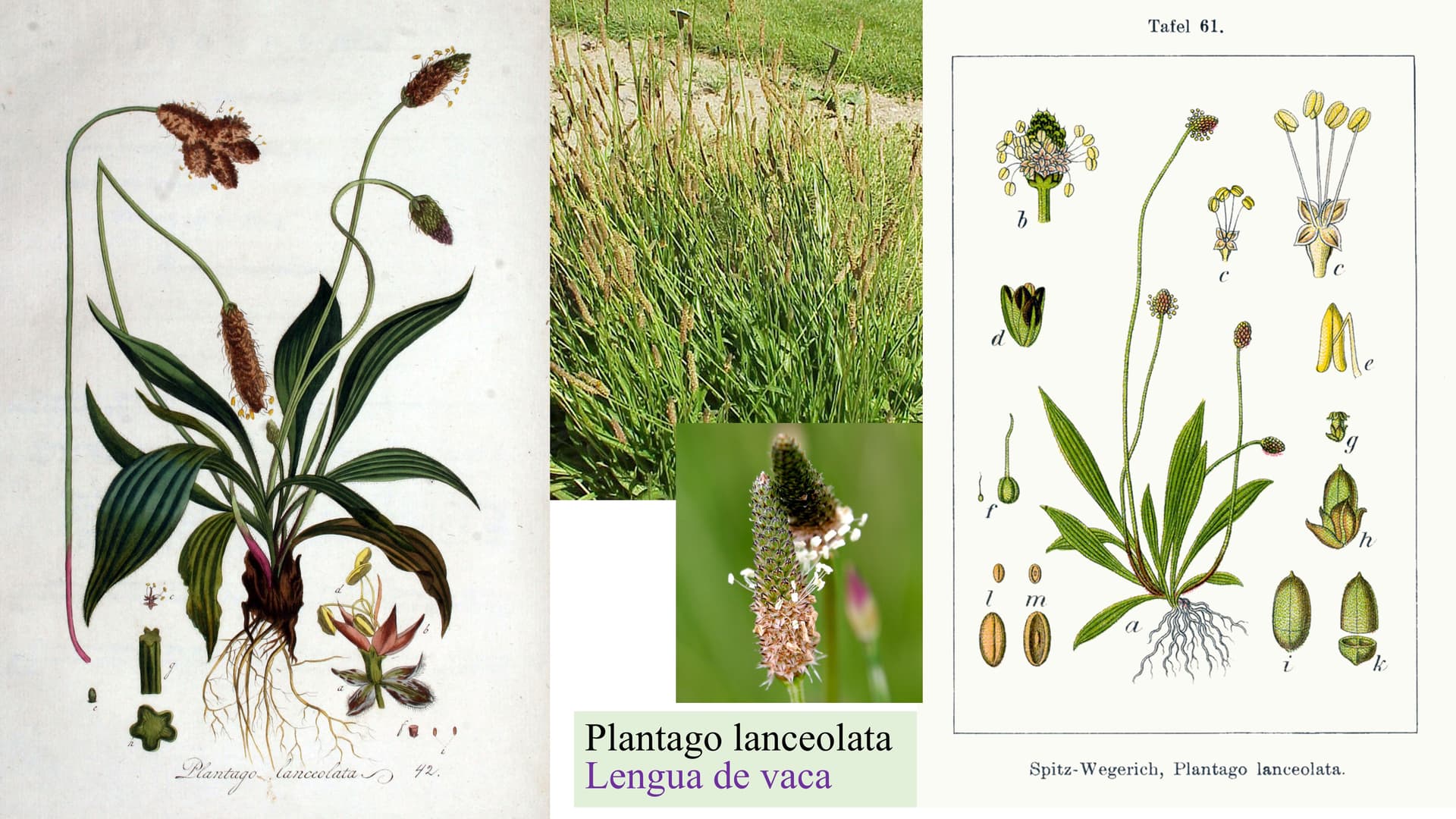 Plantago lanceolata