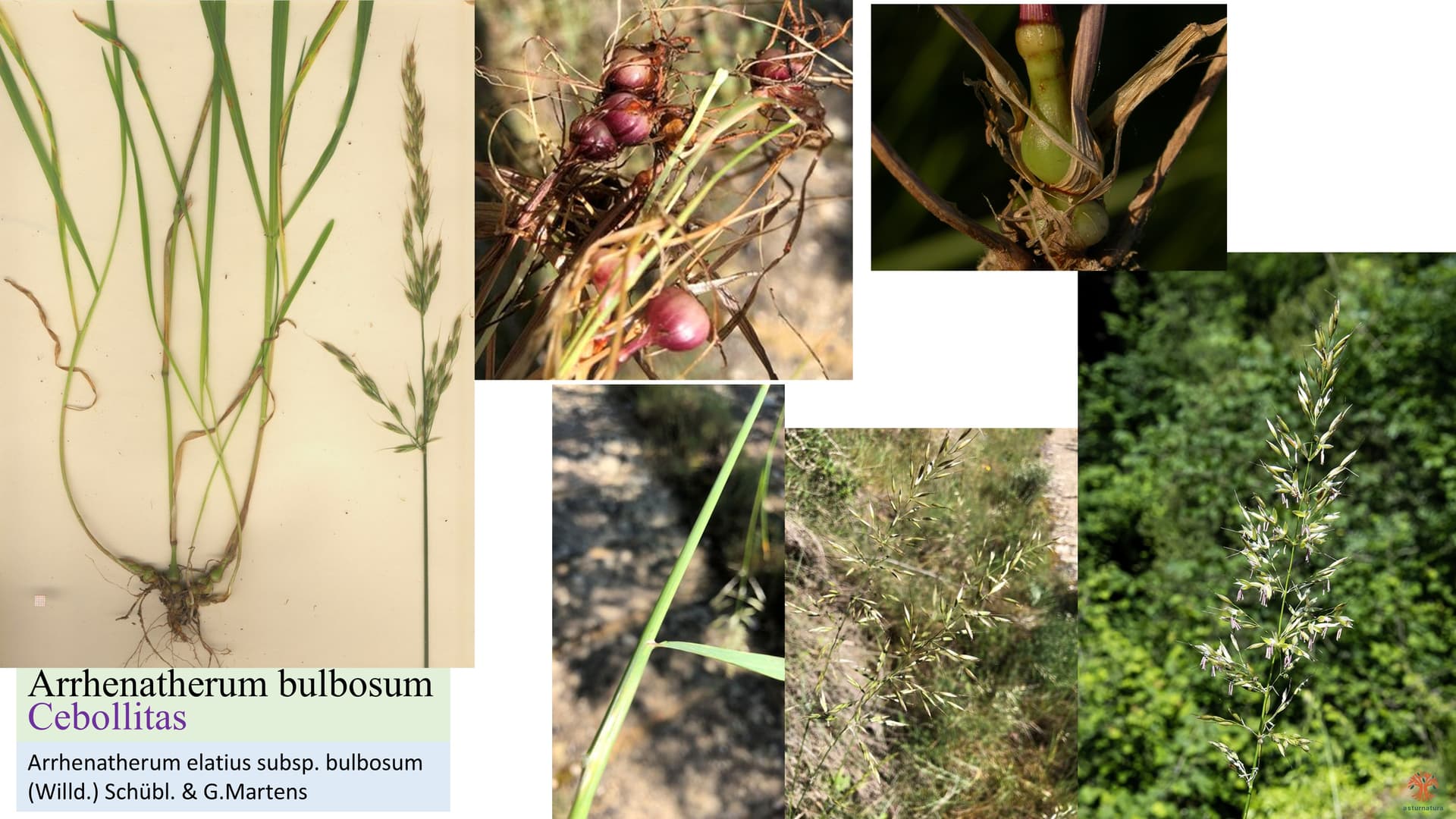 Arrhenatherum bulbosum