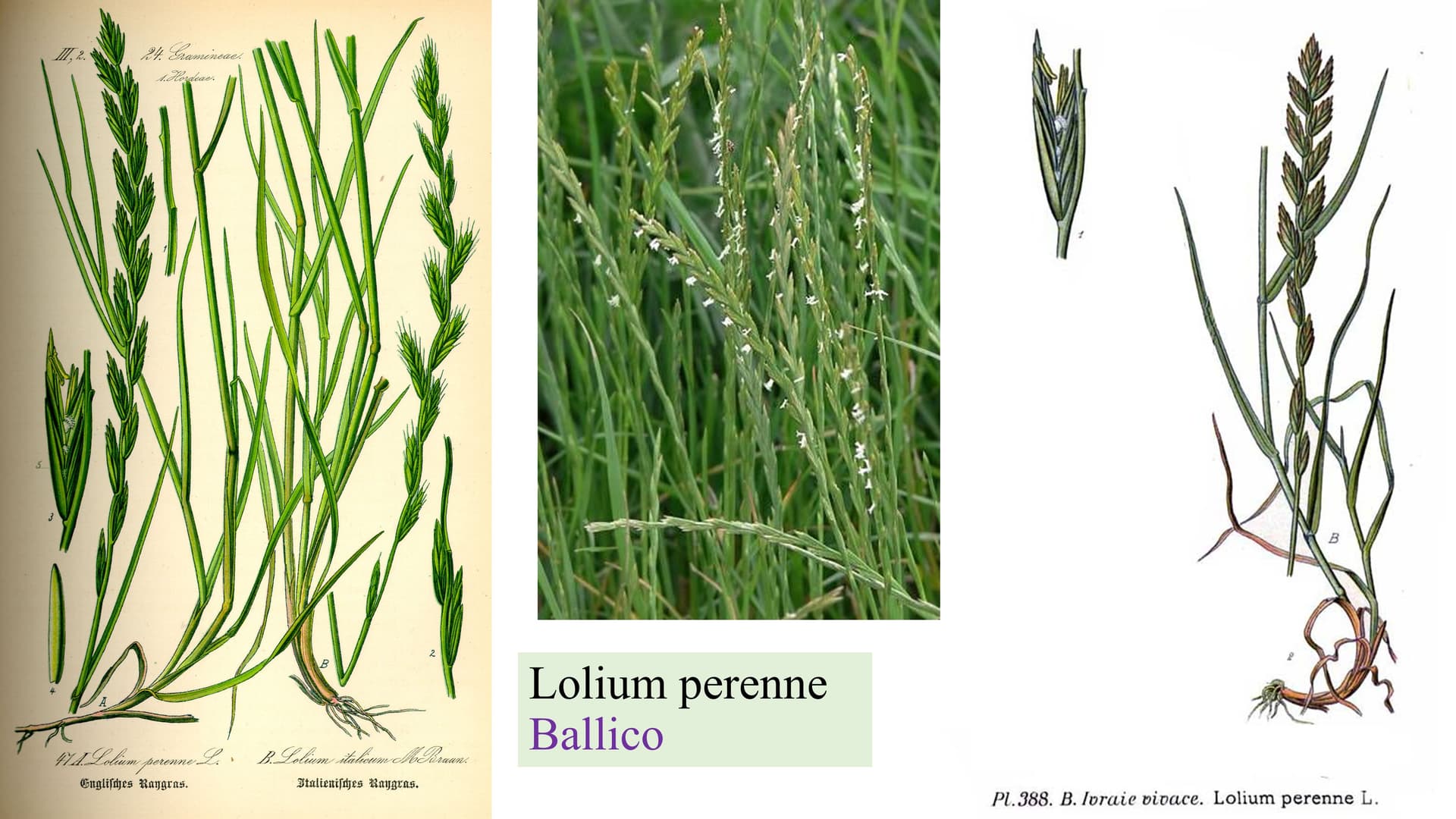 Lolium perenne