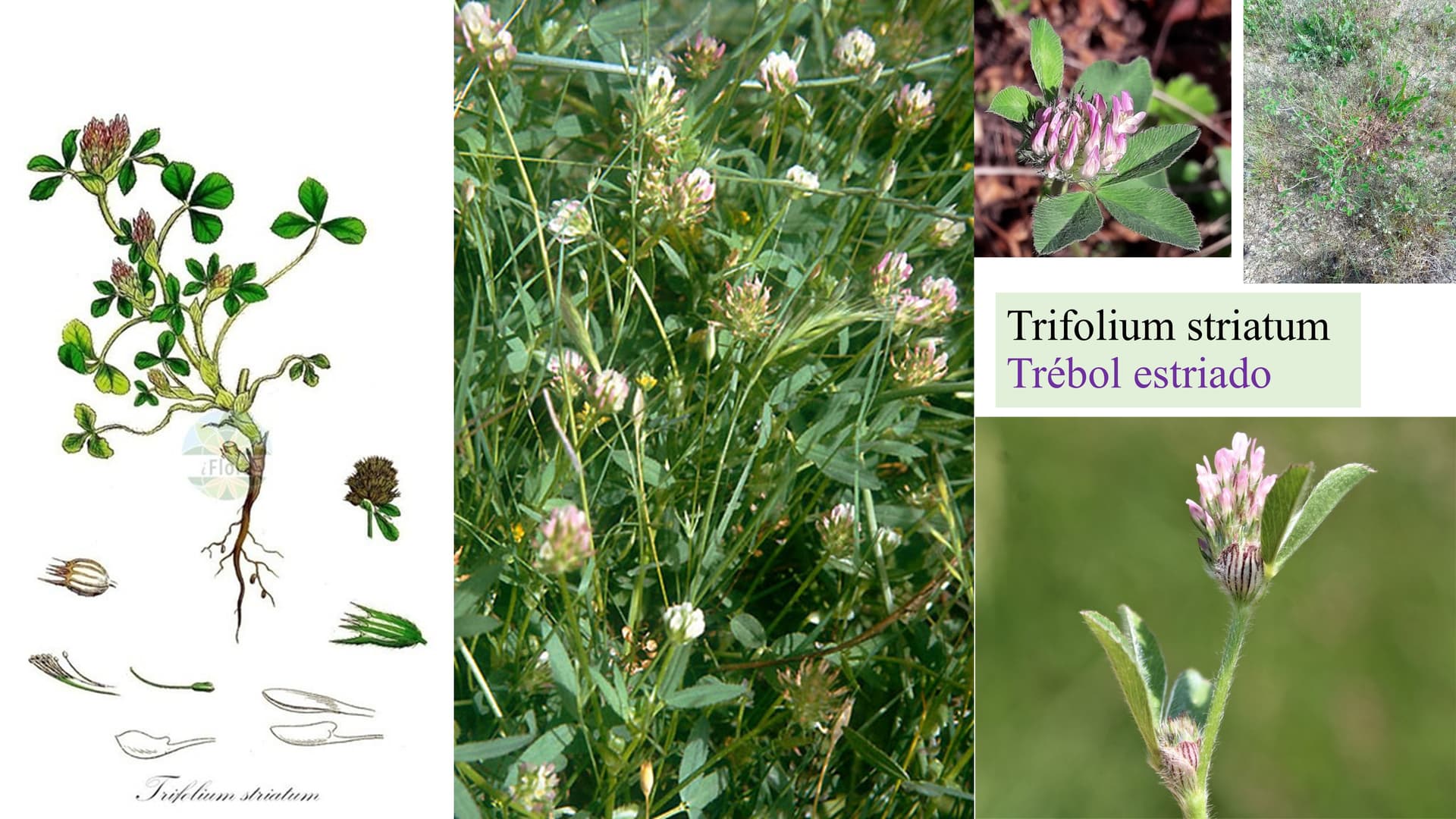 Trifolium striatum