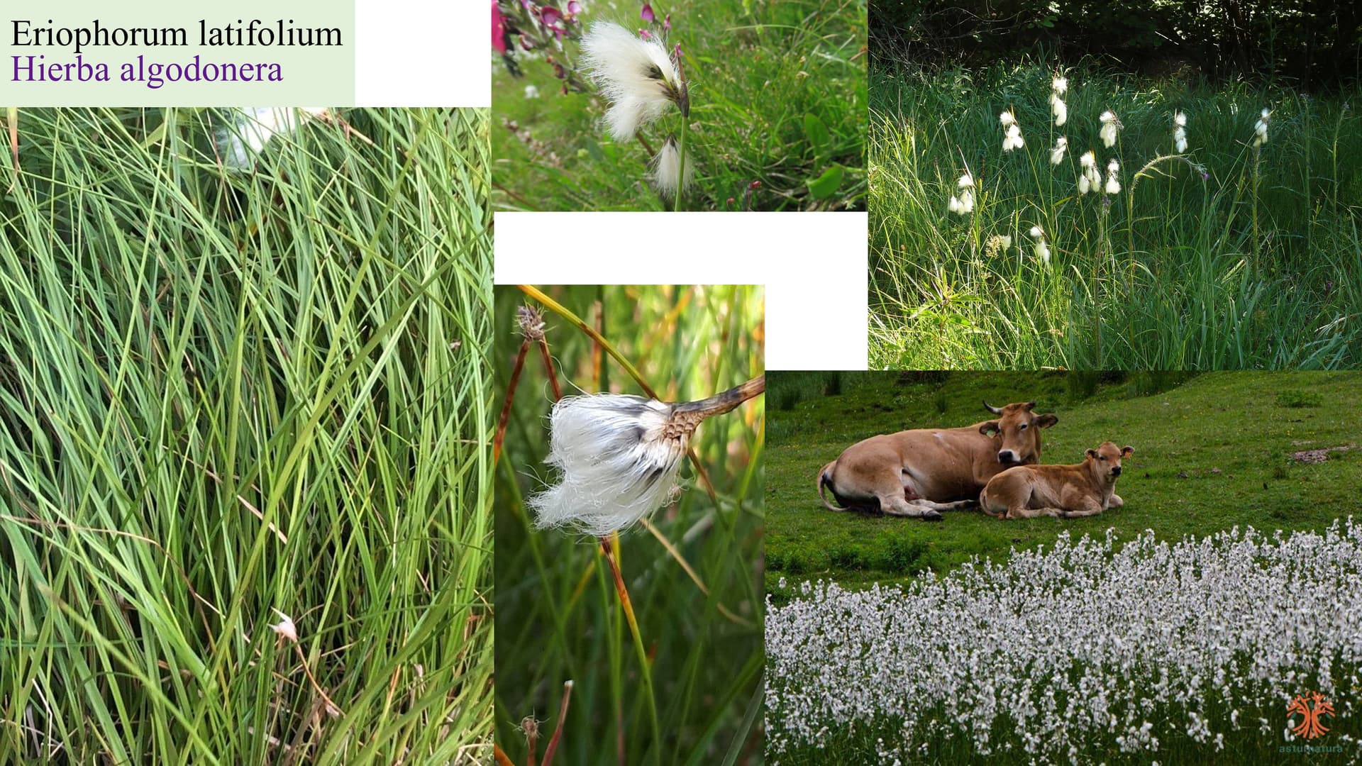 Eriophorum latifolium