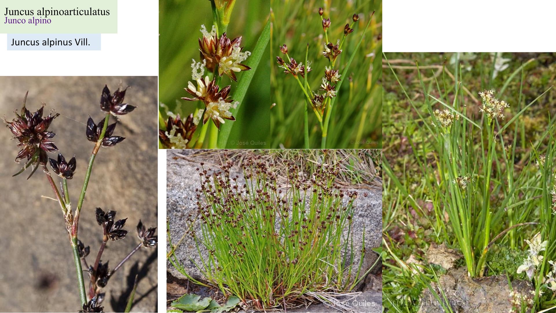 Juncus alpinoarticulatus
