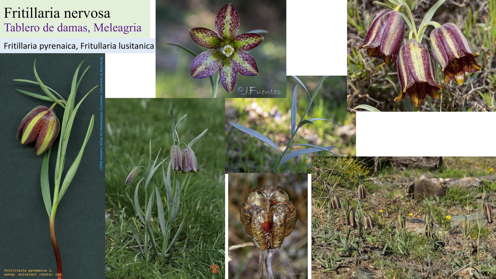Fritillaria nervosa