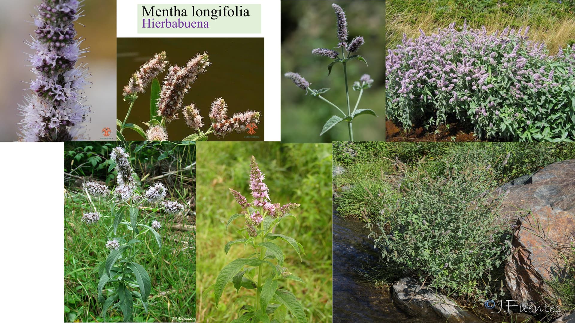 Mentha longifolia