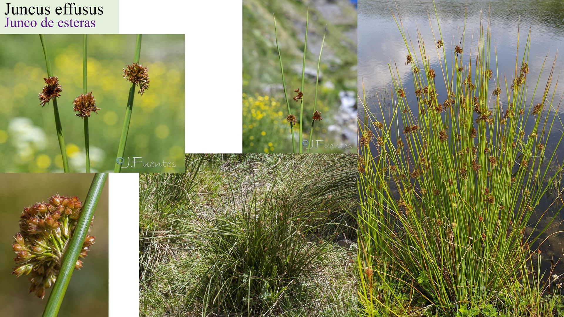 Juncus effusus