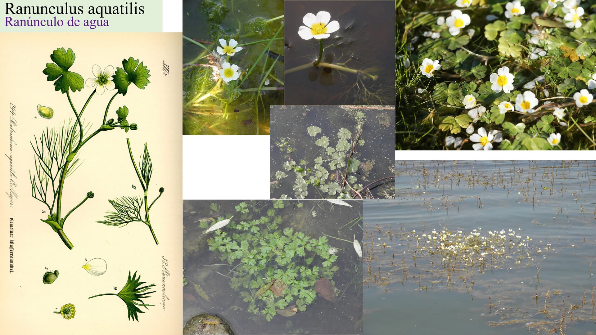 Ranunculus aquatilis