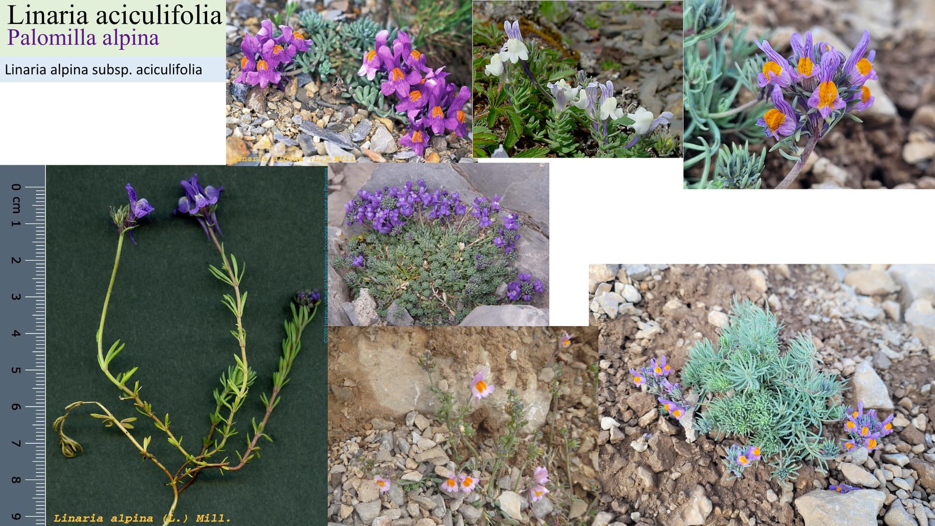 Linaria aciculifolia