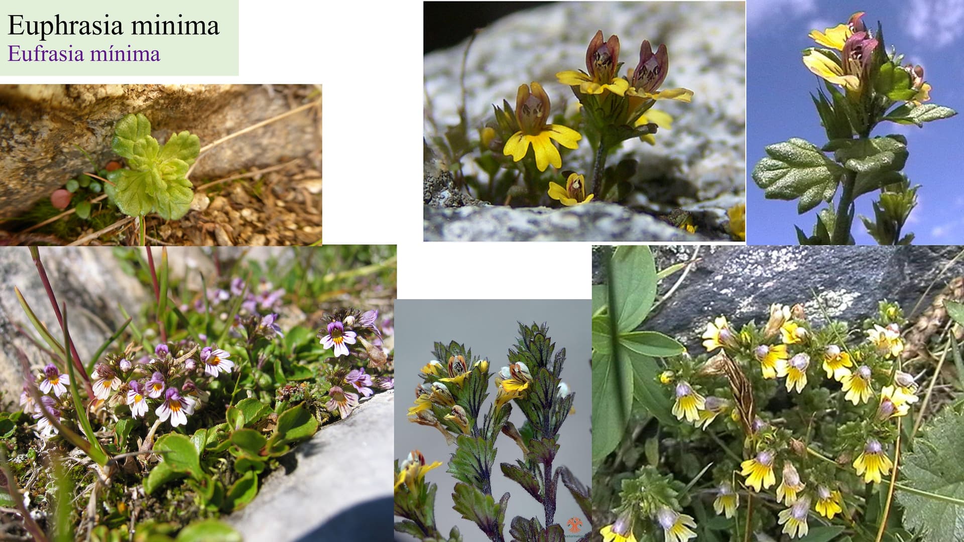 Euphrasia minima