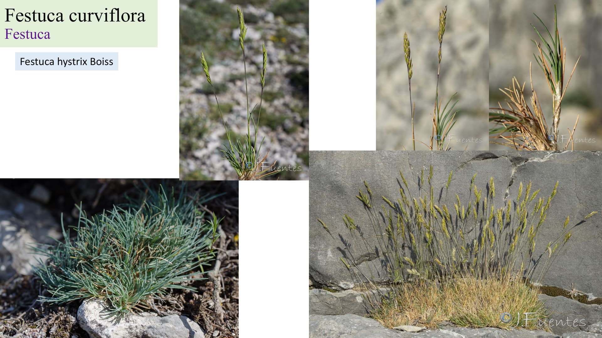 Festuca curvifolia
