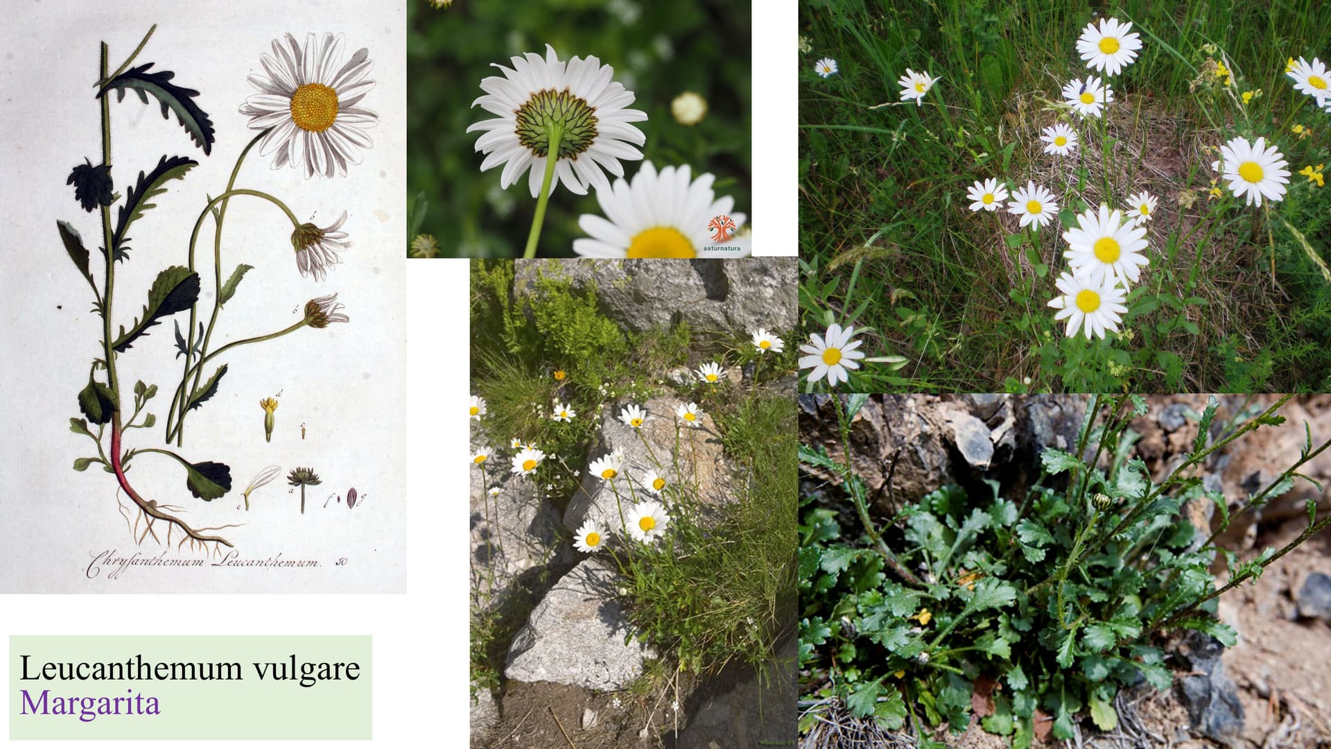 Leucanthemum vulgare