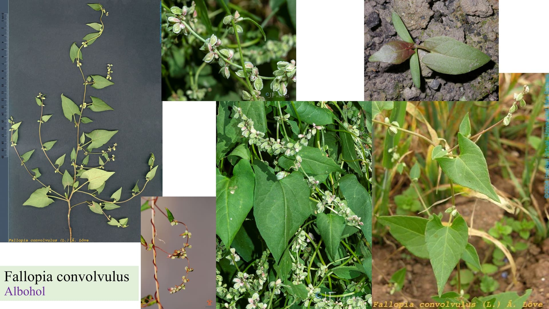 Fallopia convolvulus