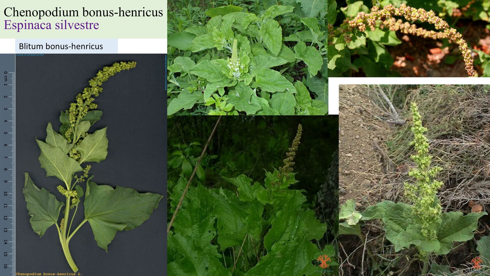 Chenopodium bonus-henricus