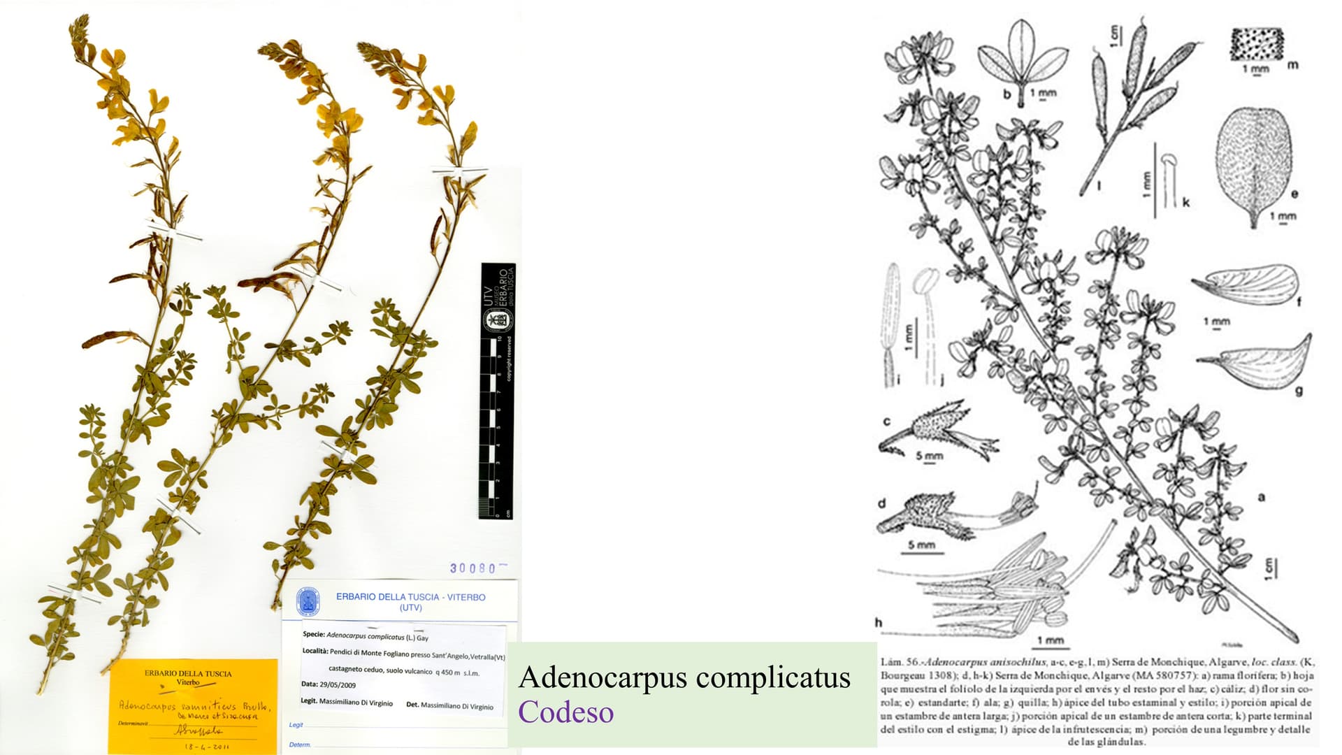 Adenocarpus