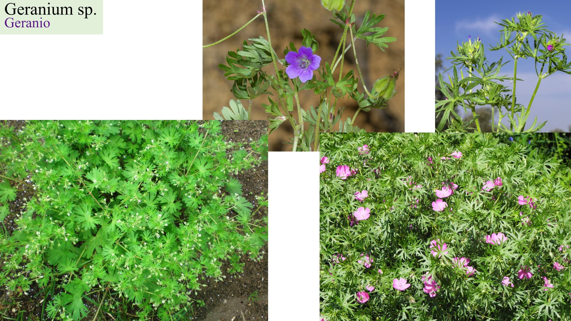 Geranium sp.