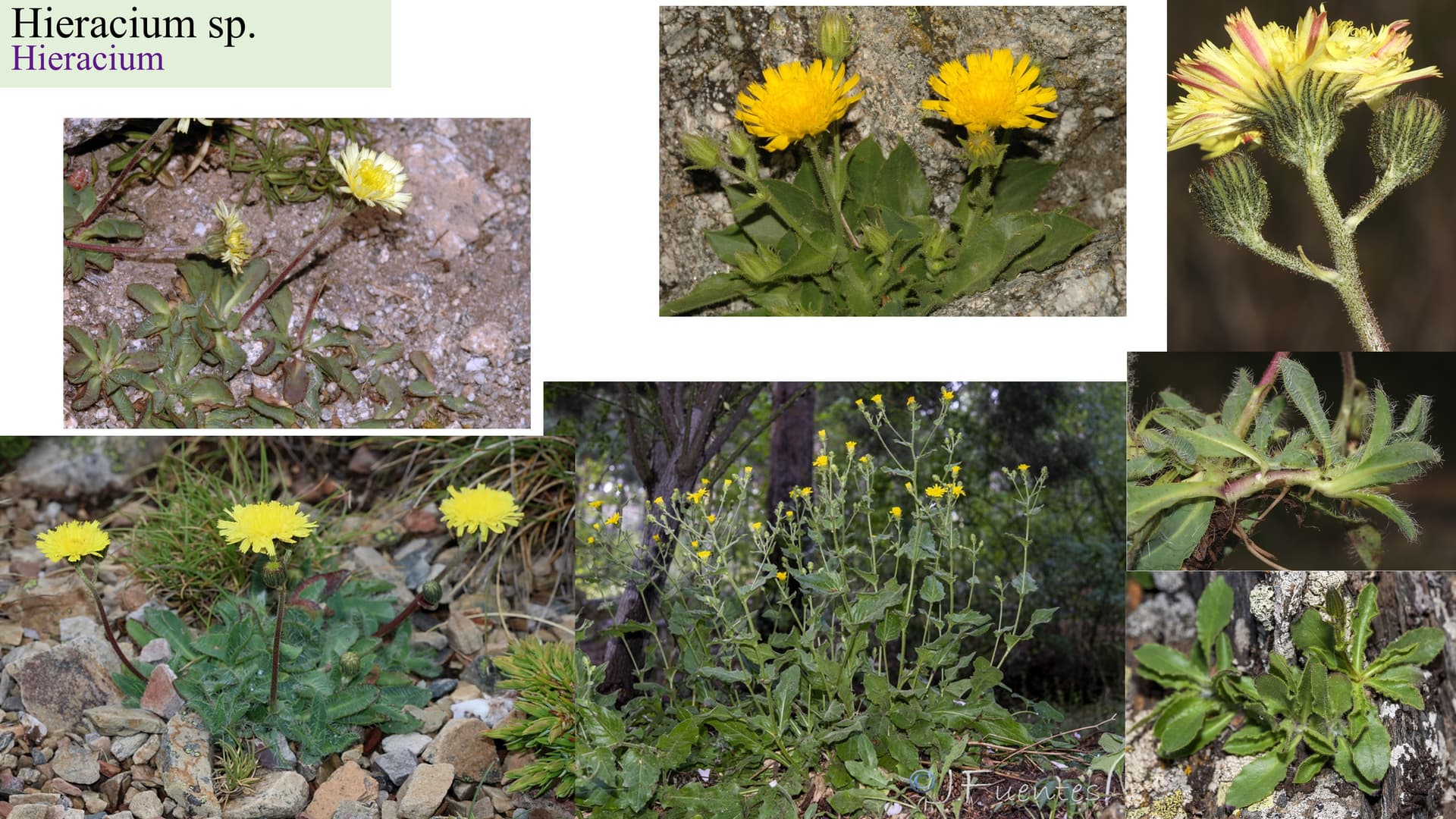 Hieracium sp.