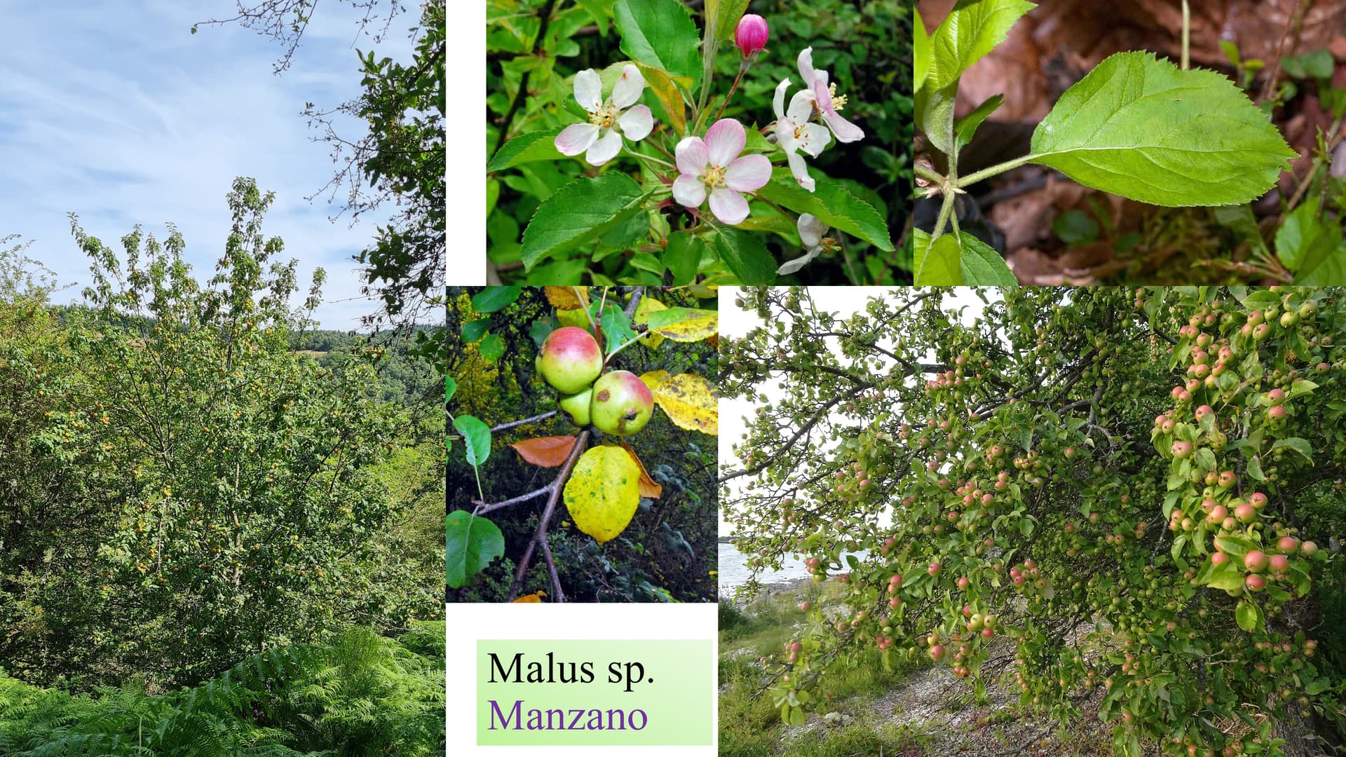 Malus sp.