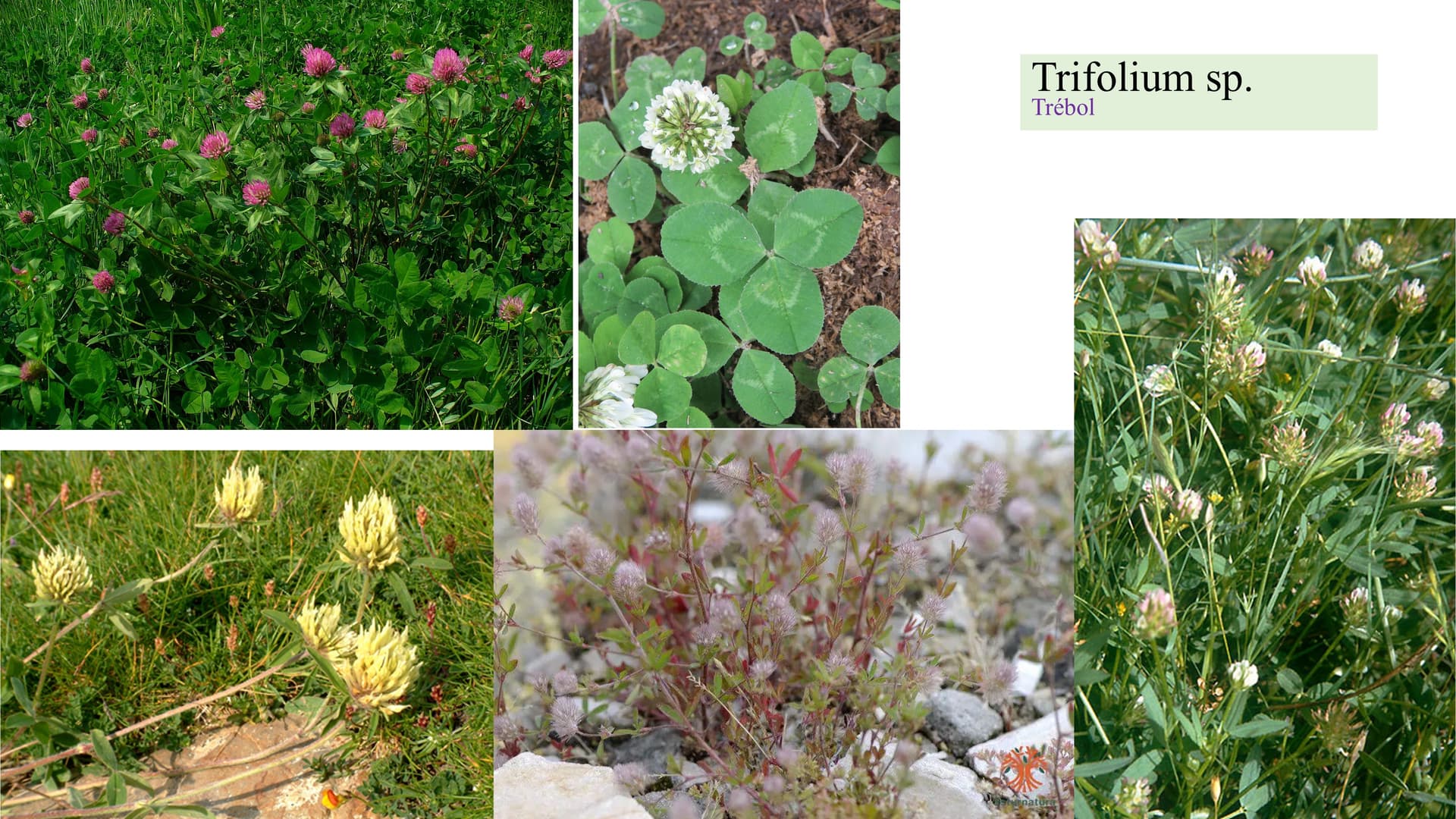 Trifolium sp.