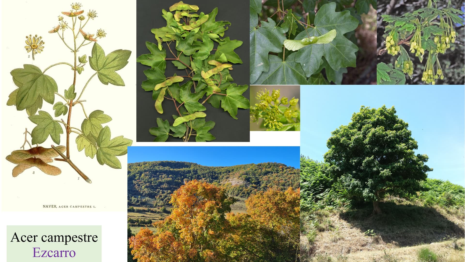 Acer campestre