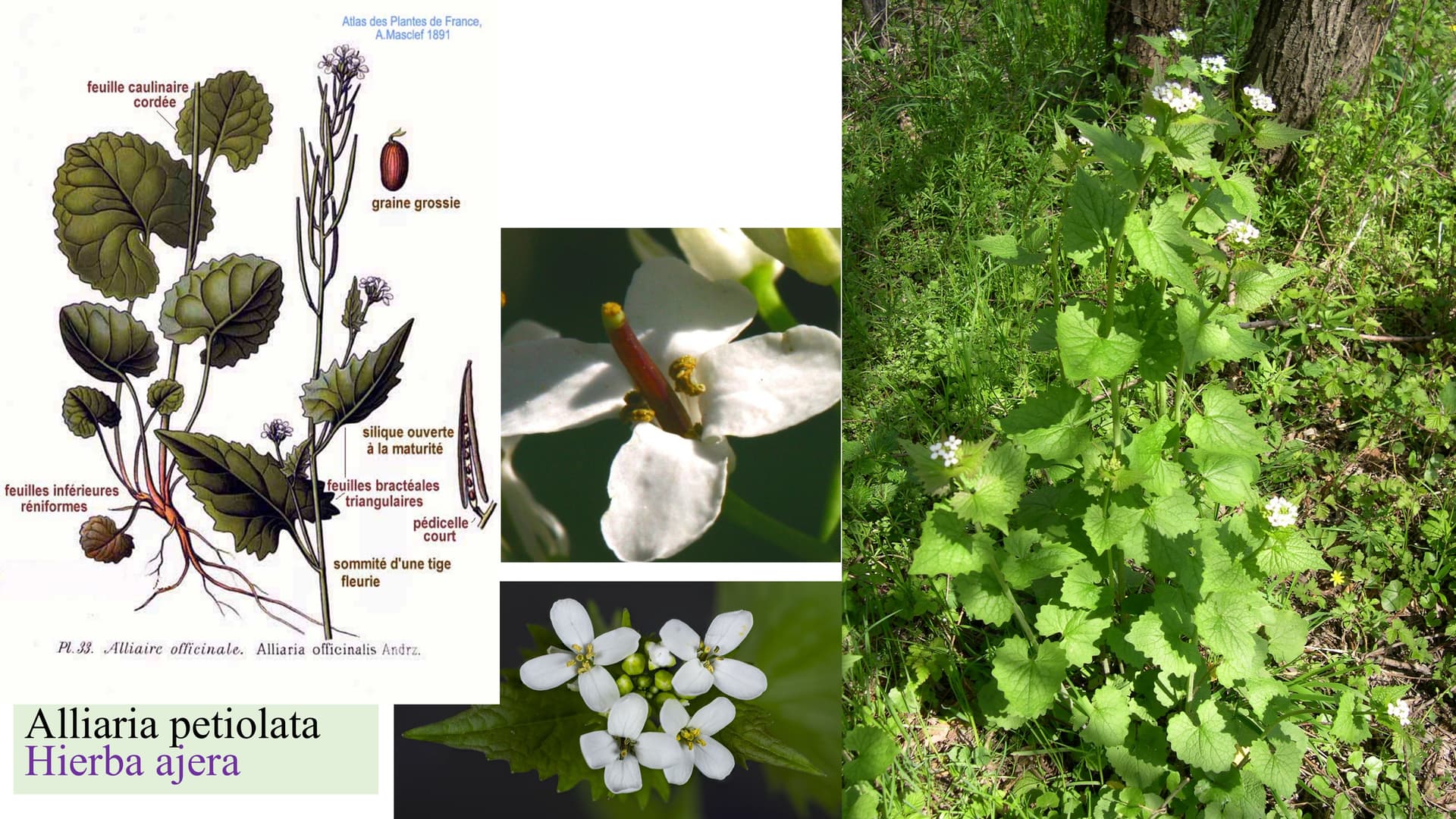Alliaria petiolata