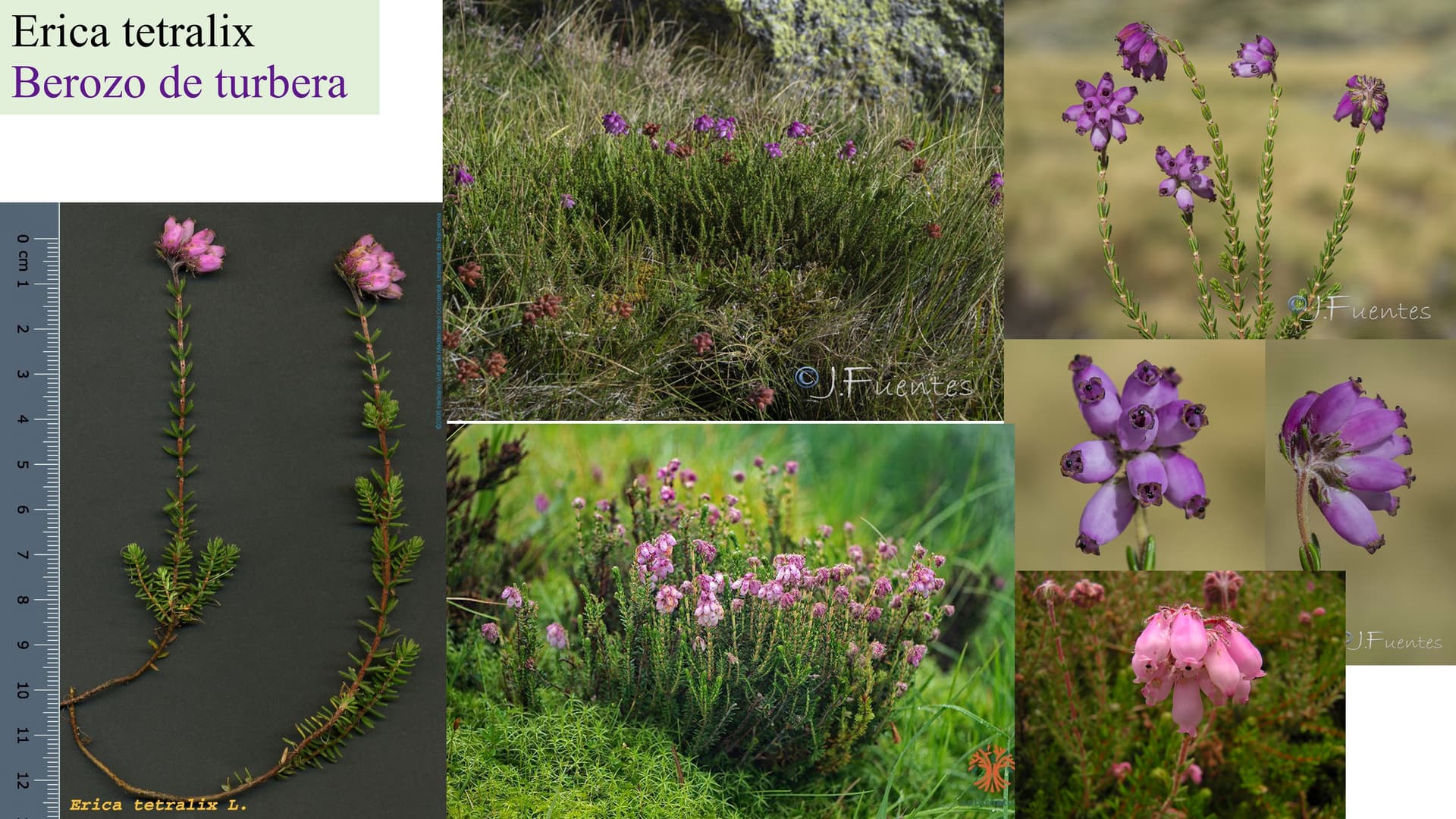 Erica tetralix