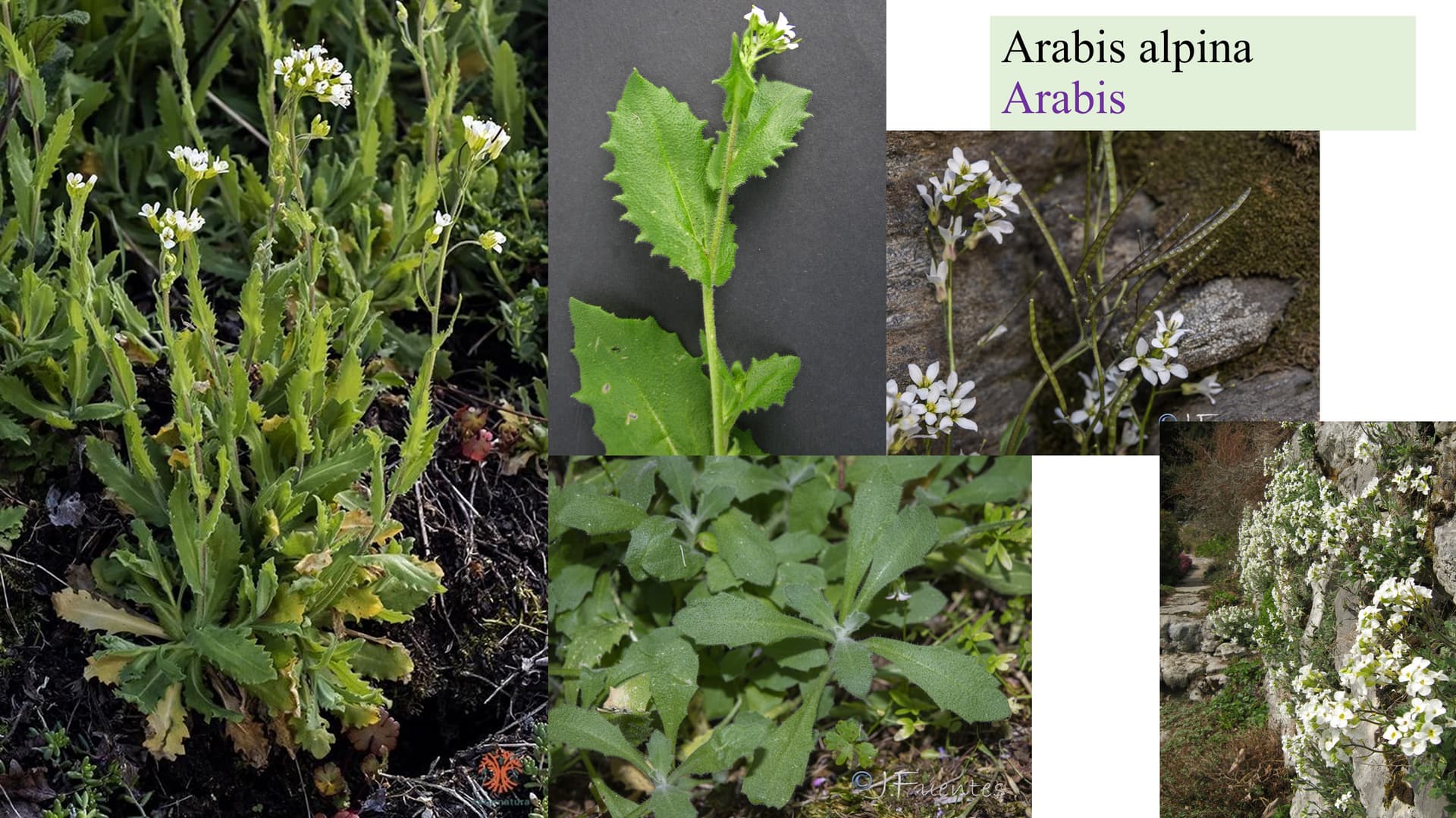 Arabis alpina