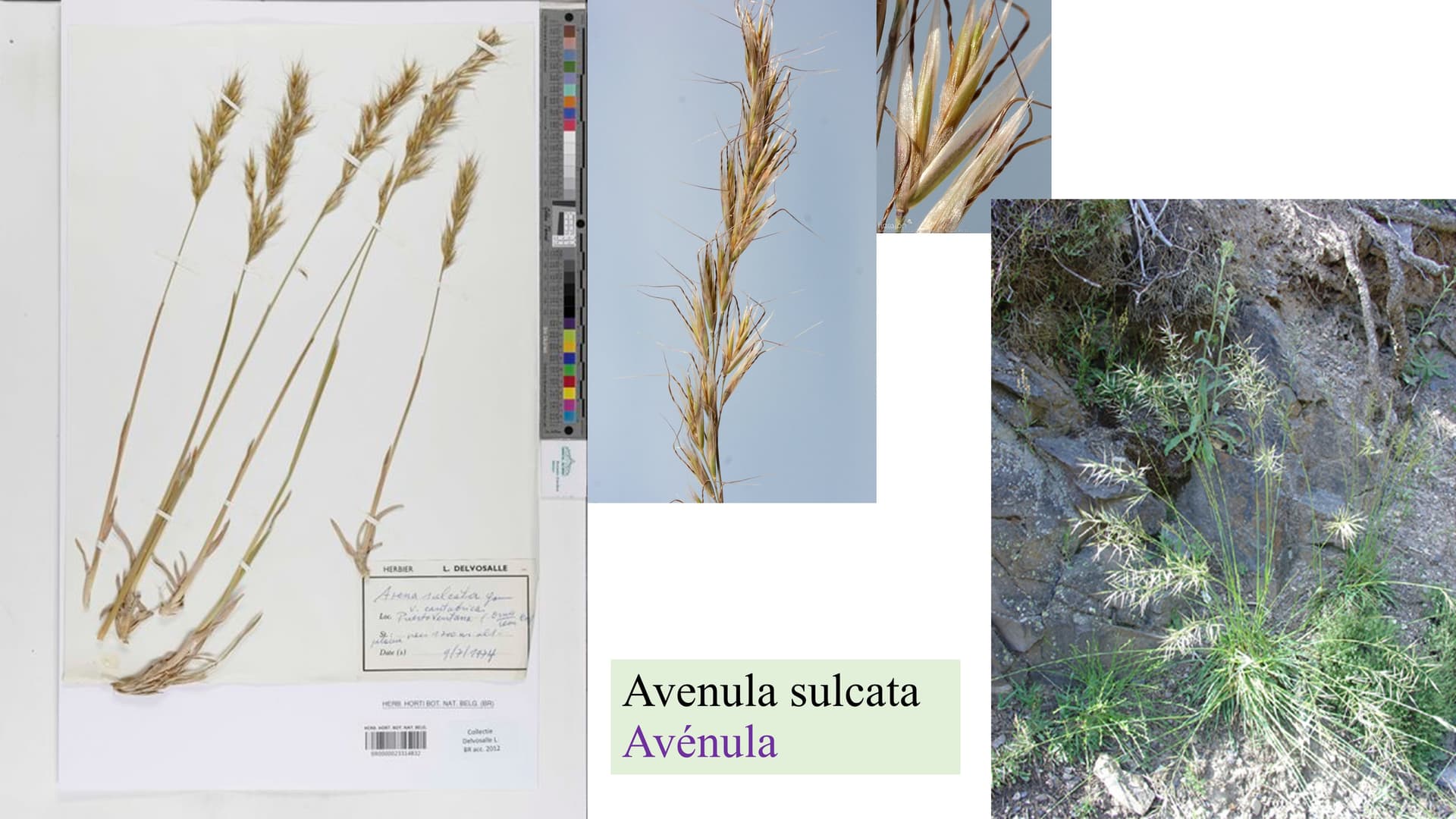 Avenula sulcata
