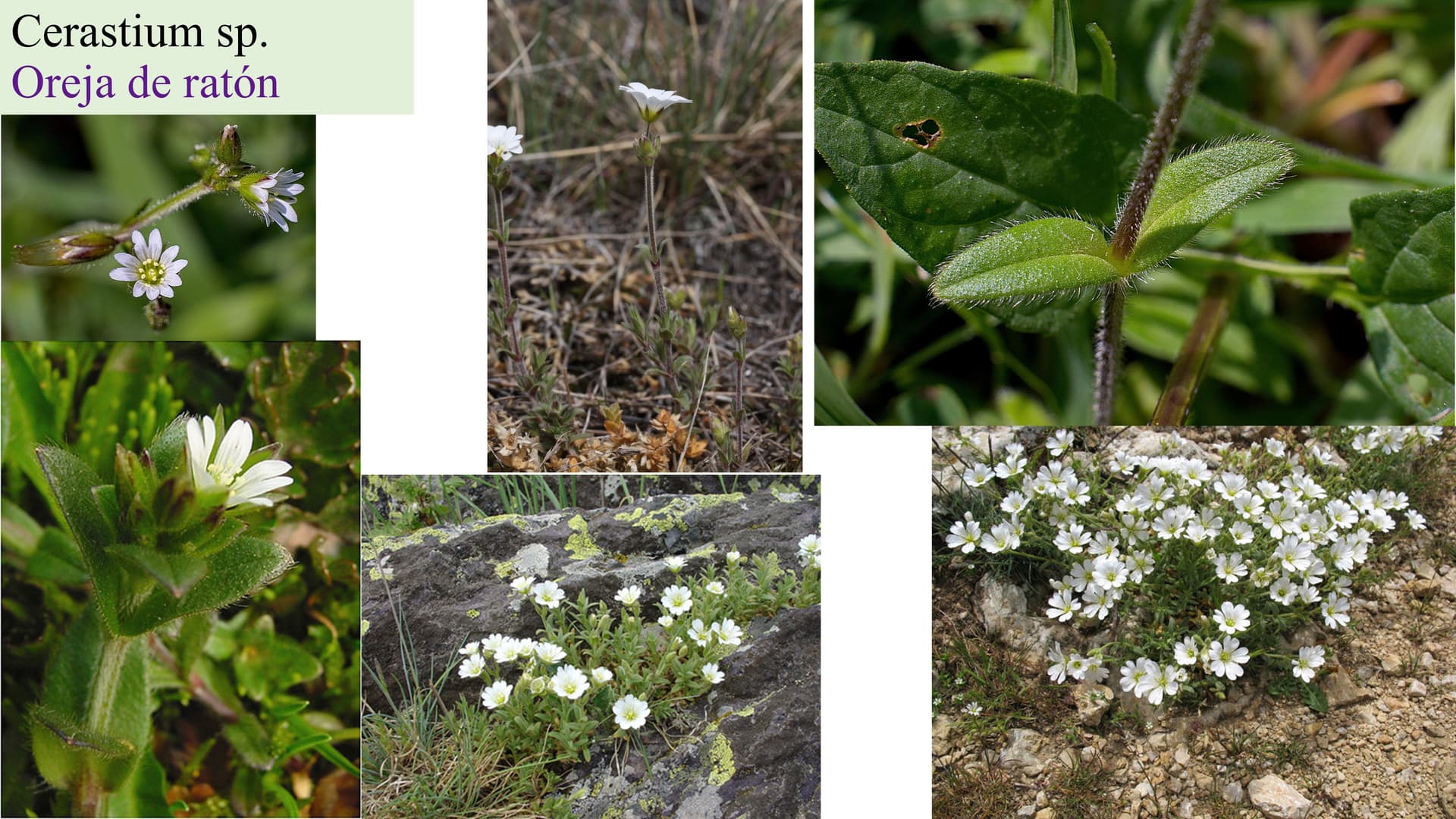 Cerastium sp.